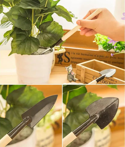 ✨ Hydroponic Rose Bulbs -Enchanting Fragrant 🌹 Can be grown in water or soil