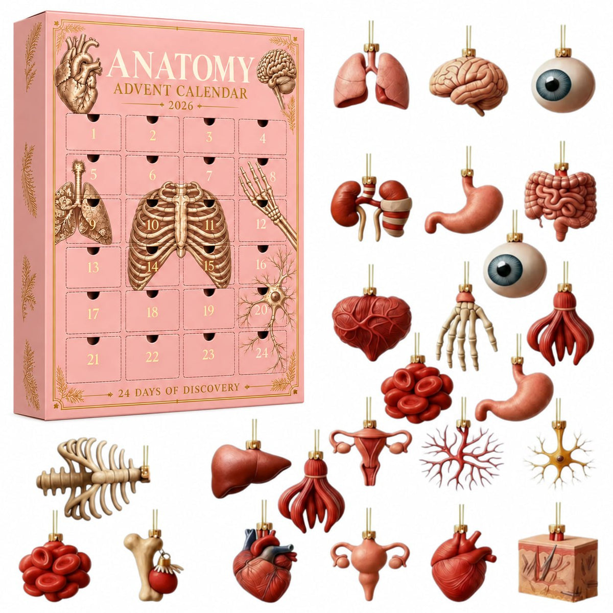 Anolumi Anatomy Advent Calendar with 24 anatomy ornaments