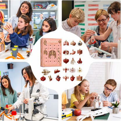 Anatomy advent calendar and ornaments with science classroom scenes