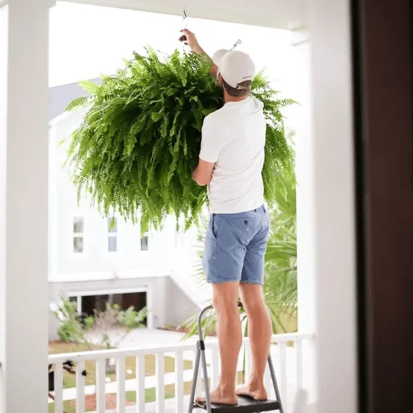 Person shaping a full hanging Boston fern arrangement