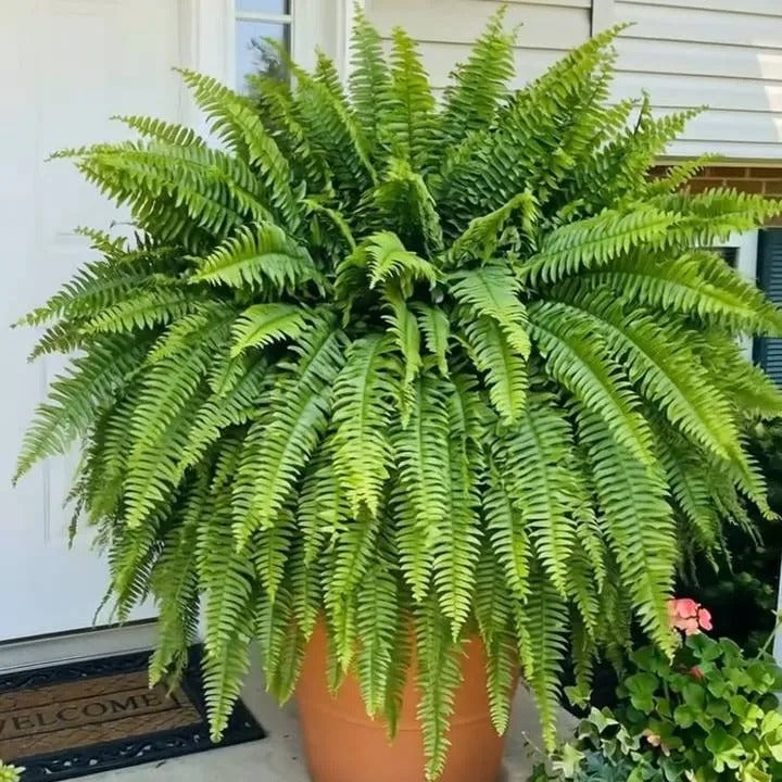 Full artificial Boston fern foliage in daylight
